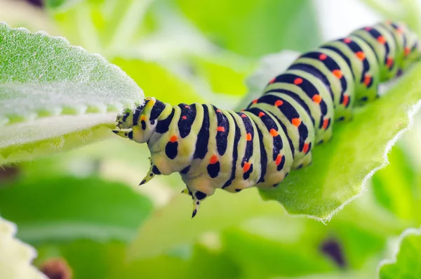 Chenille du Machaon rampant sur les feuilles vertes, gros plan — Photo