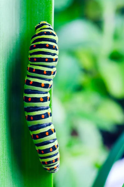 Oruga del Machaon arrastrándose sobre hojas verdes, primer plano —  Fotos de Stock