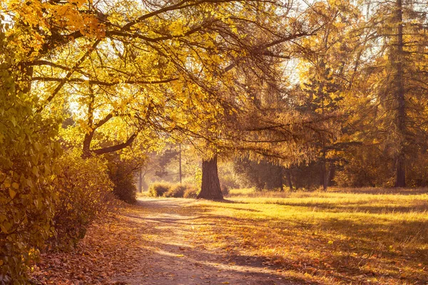 Fußweg in einem schönen, farbenfrohen Herbstpark — Stockfoto