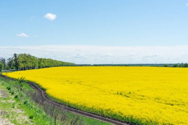Renkli sarı bahar kolza tohumu tarlası güneşli bir günde güzel mavi gökyüzü.