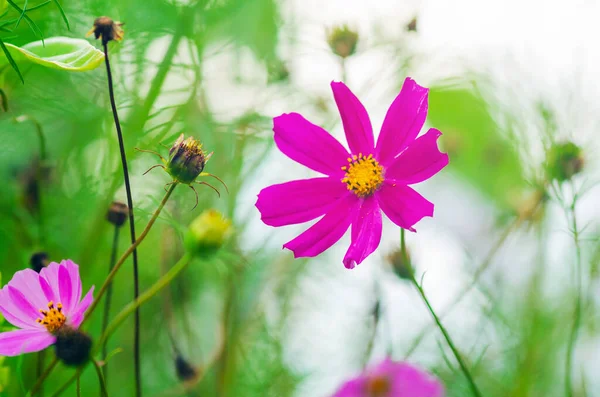 Beautiful Pink Cosmos Flower Blooms Summer Garden — Stock Photo, Image