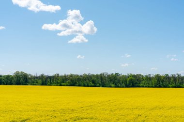 Renkli sarı bahar kolza tohumu tarlası güneşli bir günde güzel mavi gökyüzü beyaz bulutlu.