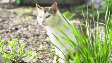 Evcil kedi yeşil çimlerde oturur ve bir yerlere bakar.