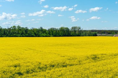 Renkli sarı bahar kolza tohumu tarlası güneşli bir günde güzel mavi gökyüzü beyaz bulutlu.