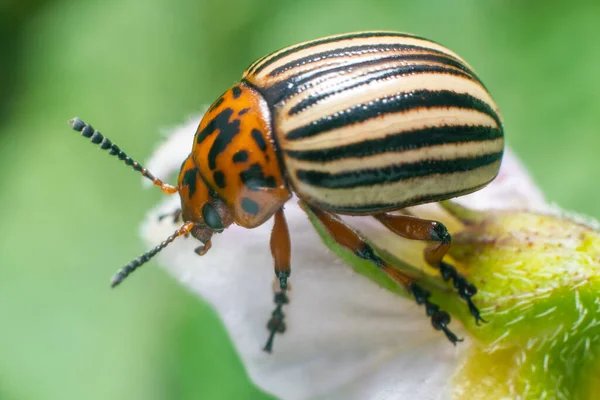 Plaga Las Cosechas Escarabajo Patata Colorado Sienta Las Hojas Las — Foto de Stock