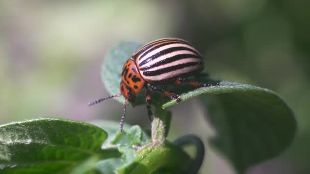 Raccolto Parassita Scarabeo Della Patata Colorado Striscia Foglie Patata — Video Stock