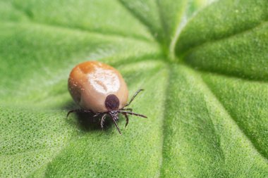 Tehlikeli bir parazit ve enfeksiyon taşıyıcı mayt yeşil bir yaprağın üzerinde oturuyor..