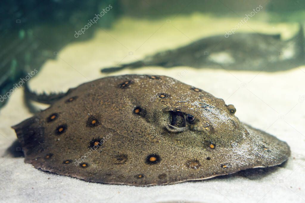 Stingray motoro Potamotrygon motoro in an aquarium on a sandy bottom.