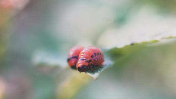 コロラドのジャガイモの幼虫はジャガイモの葉を食べ 農業を傷つけます — ストック動画