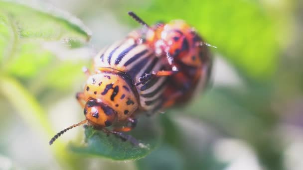科罗拉多马铃薯甲虫在马铃薯叶上爬行 是收获最多的害虫 — 图库视频影像
