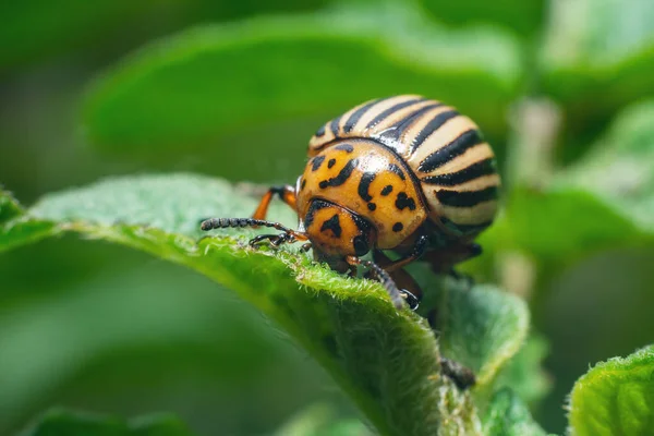 Crop Pest Colorado Potato Beetle Sits Leaves Potatoes — Stock Photo, Image