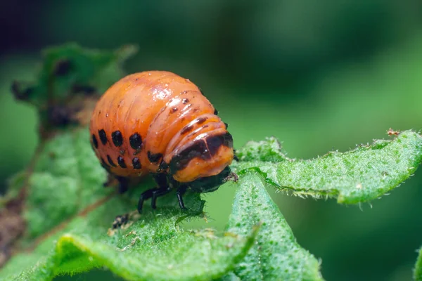 Colorado Potato Beetle Larvae Eats Potato Leaves Damaging Agriculture — Stock Photo, Image