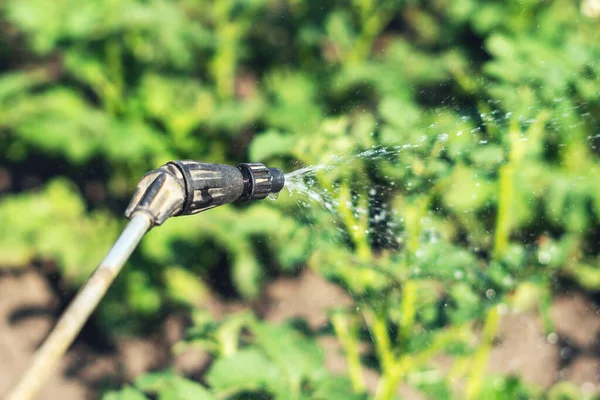 Spraying Potatoes Poison Colorado Potato Beetle — Stock Photo, Image