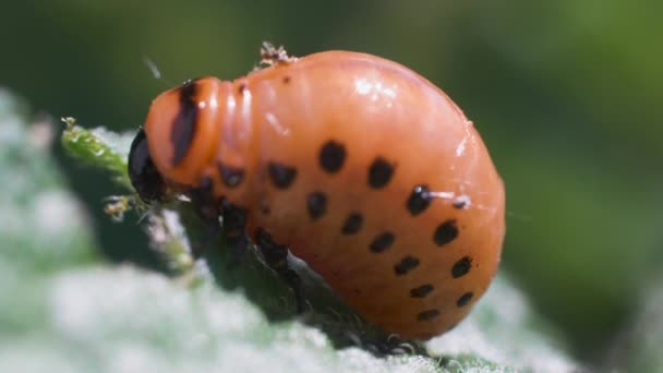 Larvas Del Escarabajo Patata Colorado Comen Hojas Patata Dañando Agricultura — Vídeo de stock