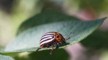 Hasat böceği, Colorado patates böceği patates yaprakları üzerinde sürünüyor.