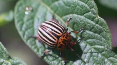 Hasat böceği, Colorado patates böceği patates yaprakları üzerinde sürünüyor.