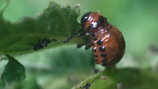 Larvas Del Escarabajo Patata Colorado Comen Hojas Patata Dañando Agricultura — Vídeos de Stock
