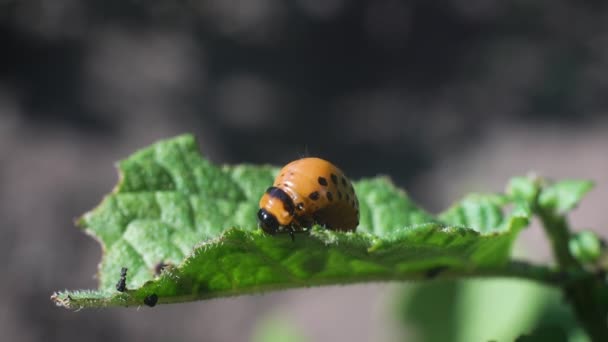 コロラドのジャガイモの幼虫はジャガイモの葉を食べ 農業を傷つけます — ストック動画