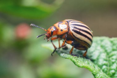 Ürün haşeresi, Colorado patates böceği patates yapraklarının üzerinde oturur..