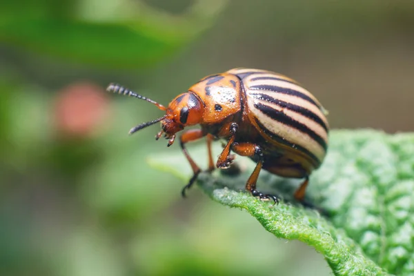 Crop Pest Colorado Aardappel Kever Zit Bladeren Van Aardappelen — Stockfoto