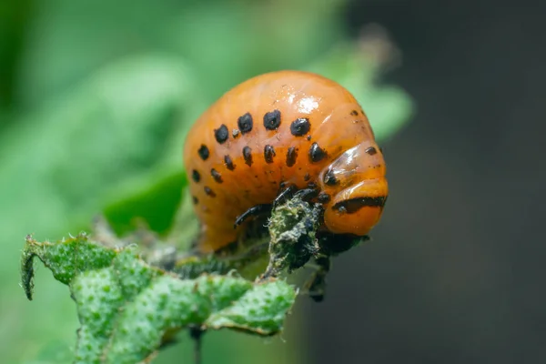 Colorado Potato Beetle Larvae Eats Potato Leaves Damaging Agriculture — Stock Photo, Image