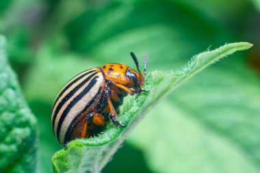 Colorado 'lu haşere, patates böceği patates yaprağı yiyor..