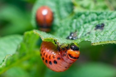 Colorado patates böceği larvaları patates yaprakları yer ve tarıma zarar verir..