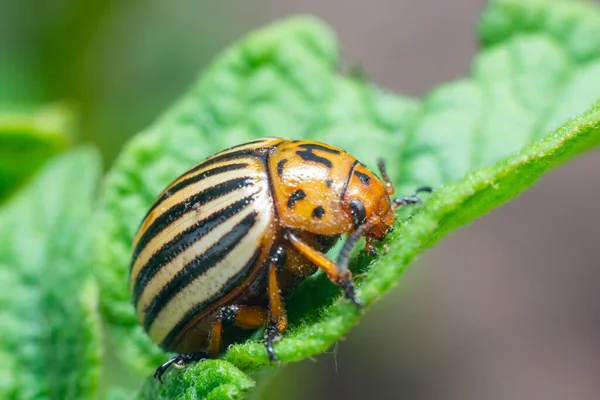 Crop pest, the Colorado potato beetle sits on the leaves of potatoes.