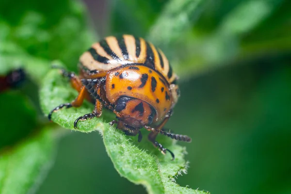 Crop Pest Colorado Aardappel Kever Zit Bladeren Van Aardappelen — Stockfoto