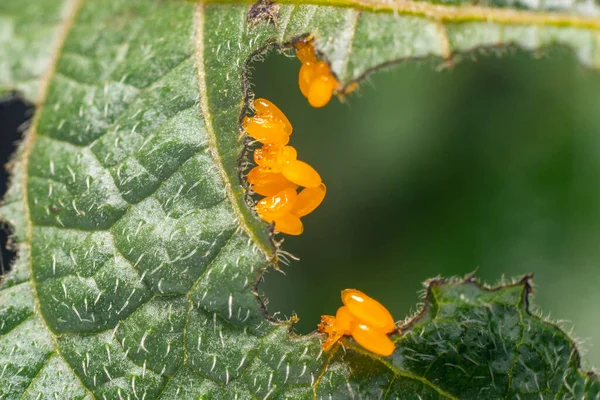 Huevos Amarillos Del Escarabajo Patata Colorado Sobre Una Hoja Patata — Foto de Stock