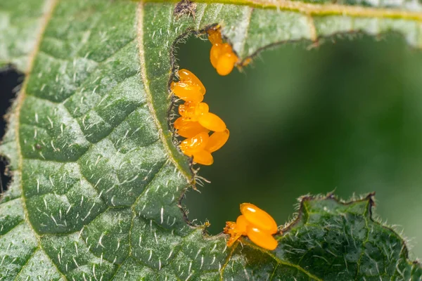 Gelbe Eier Des Colorado Kartoffelkäfers Auf Einem Kartoffelblatt Nahaufnahme — Stockfoto