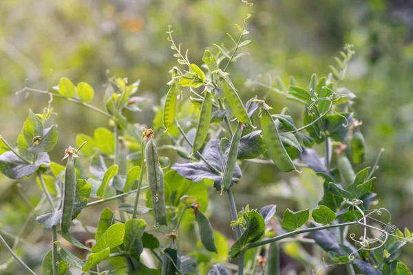 庭に緑のエンドウ豆のポッドが成長する — ストック写真