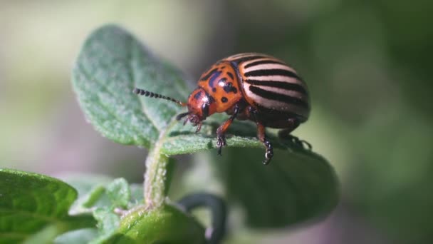 Plaga Cosecha Escarabajo Patata Colorado Arrastra Sobre Las Hojas Patata — Vídeo de stock