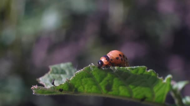 Larvas Del Escarabajo Patata Colorado Comen Hojas Patata Dañando Agricultura — Vídeo de stock