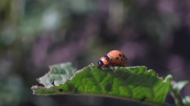 Colorado Potato Beetle Larvae Eats Potato Leaves Damaging Agriculture — Stock Video