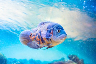 Astronotus ocellatus, Cichlid familyasından popüler bir akvaryum balığıdır..