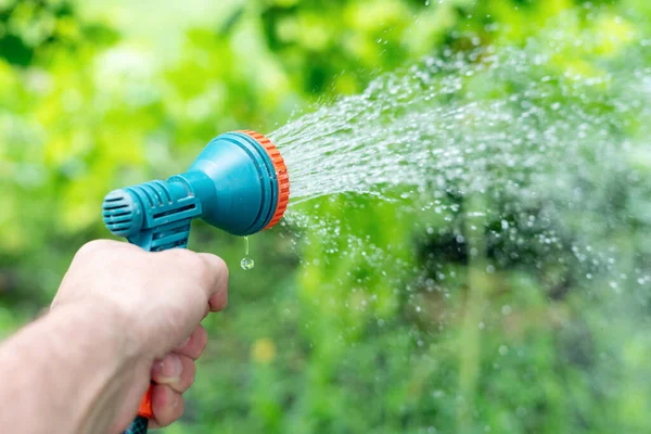 Gardener\'s hand holds a hose with a sprayer and watered the plants in the garden.