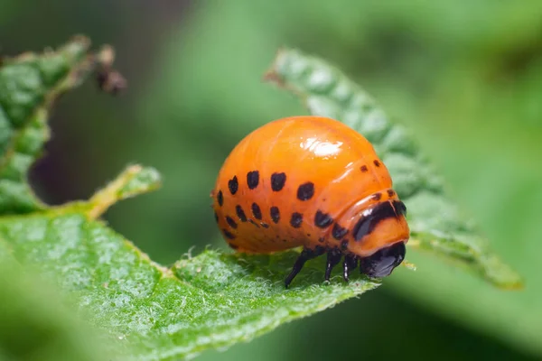 Colorado Aardappelkever Larven Eet Aardappelbladeren Schadelijke Landbouw — Stockfoto