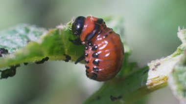 Colorado patates böceği larvaları patates yaprakları yer ve tarıma zarar verir.