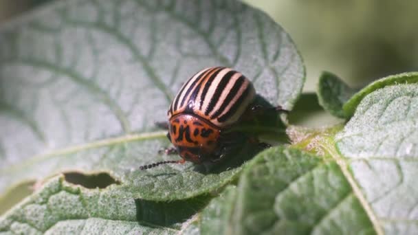 Harvest Pest Colorado Potato Beetle Crawls Potato Leaves — Stock Video