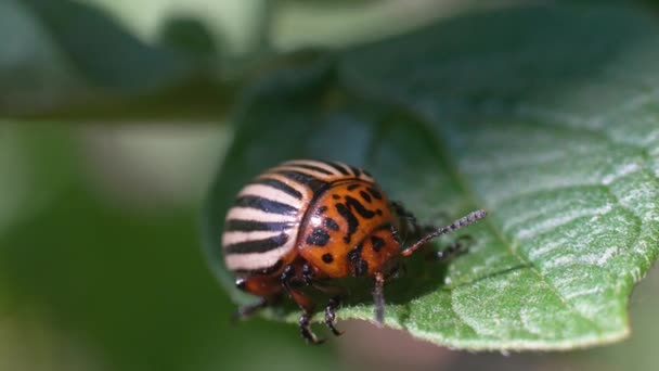 수확물로 콜로라도주의 딱정벌레는 기어다닌다 — 비디오