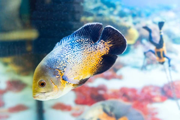 Astronotus Ocellatus Est Poisson Aquarium Populaire Dans Famille Des Cichlidés — Photo