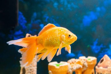 Japon balığı carassius auratus tatlı su akvaryumunda yüzer..