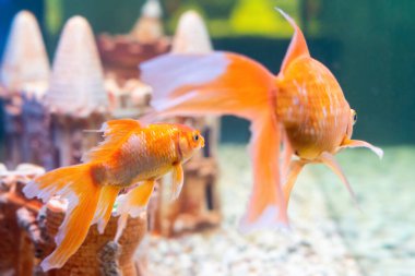 Japon balığı carassius auratus tatlı su akvaryumunda yüzer..