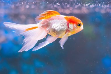 Japon balığı carassius auratus tatlı su akvaryumunda yüzer..