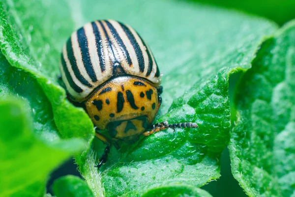 Crop pest, the Colorado potato beetle sits on the leaves of potatoes.