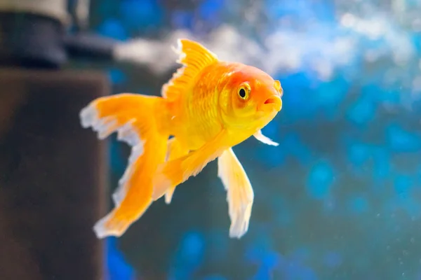 Poisson Rouge Carassius Auratus Nage Dans Aquarium Eau Douce — Photo