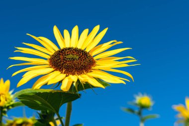Açık sarı ayçiçeği mavi gökyüzüne karşı bir tarlada.