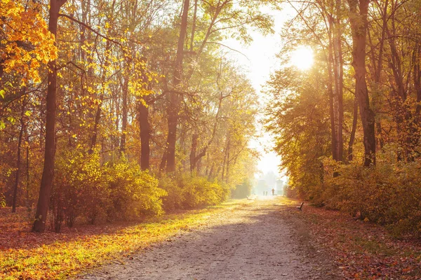 Ścieżka Piesza Pięknym Kolorowym Parku Jesiennym — Zdjęcie stockowe