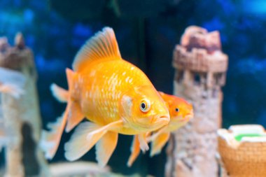 Japon balığı carassius auratus tatlı su akvaryumunda yüzer..